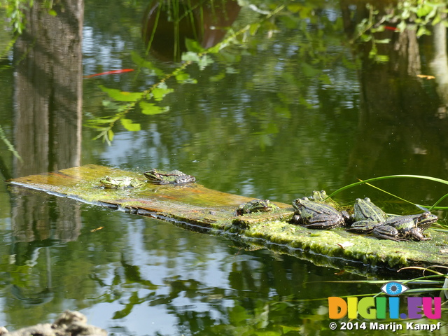 FZ008027 Marsh frogs (Pelophylax ridibundus) on plank